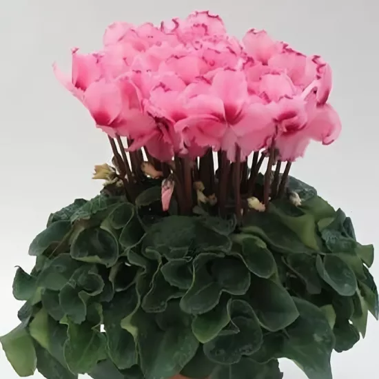 Siklamen Dalgalı Kenar Pembe Renk - Saksılık 5 Tohum