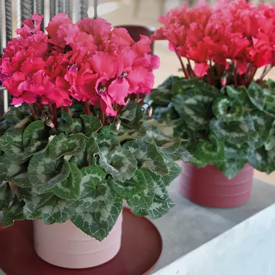 Siklamen Dalgalı Kenar Rose Renk - Saksılık 5 Tohum