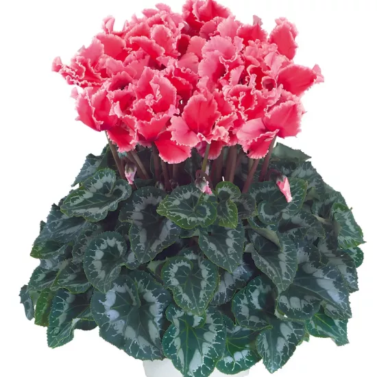 Siklamen Dalgalı Kenar Somon Renk - Saksılık 5 Tohum