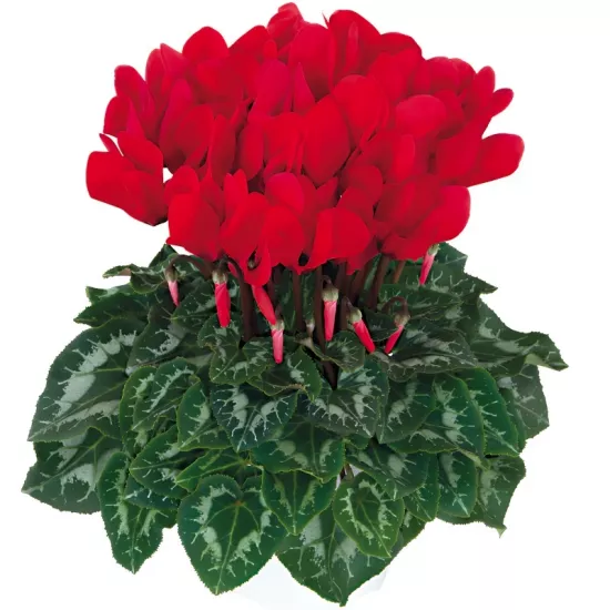 Siklamen Kırmızı Renk - Saksılık 5 Tohum