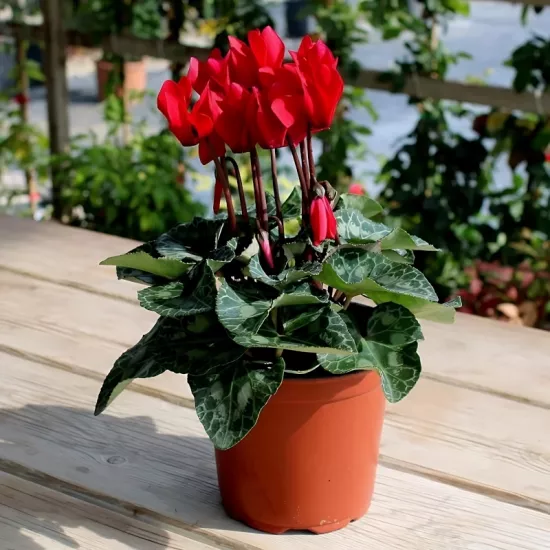 Siklamen Kırmızı Renk - Saksılık 5 Tohum