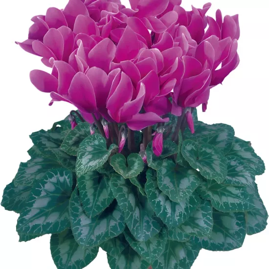 Siklamen Mor Renk - Saksılık 5 Tohum