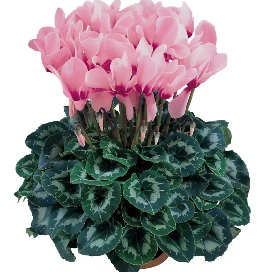 Siklamen Pembe Renk - Saksılık 5 Tohum