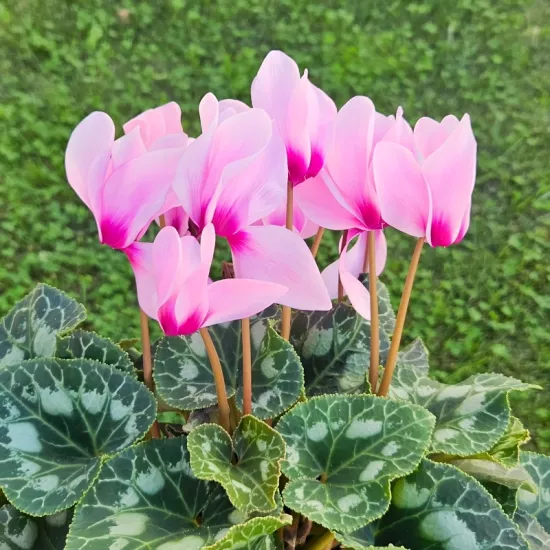 Siklamen Pembe Renk - Saksılık 5 Tohum