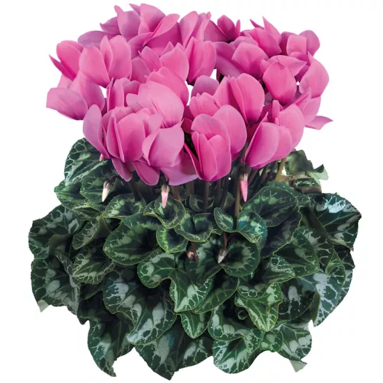 Siklamen Rose Renk - Saksılık 5 Tohum