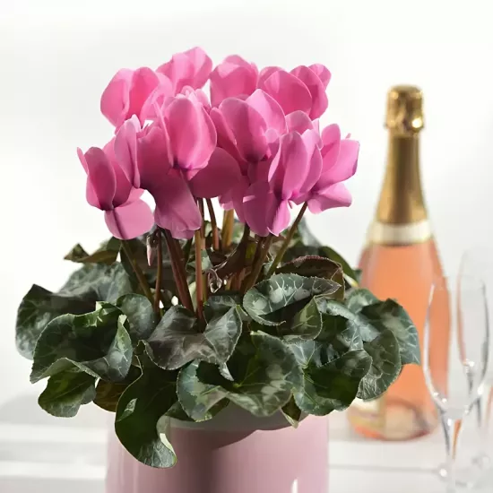 Siklamen Rose Renk - Saksılık 5 Tohum