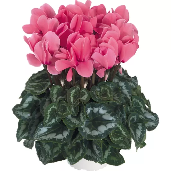 Siklamen Somon Renk - Saksılık 5 Tohum