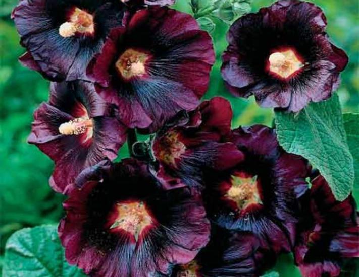Siyah Renkli Dev Çiçekli Gül Hatmi ( 5 Tohum )