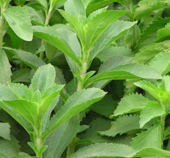 Stevia (Şeker Otu) Çiçeği Tohumu