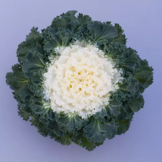 Süs Lahanası Beyaz Renk - Saksılık 10 Tohum