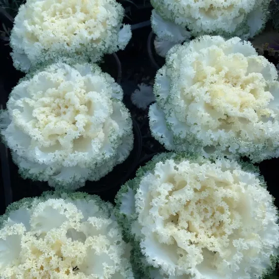 Süs Lahanası Beyaz Renk - Saksılık 10 Tohum