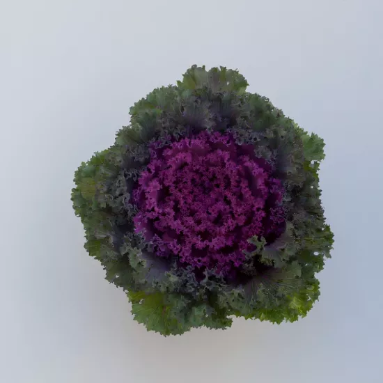 Süs Lahanası Kırmızı Renk - Saksılık 10 Tohum