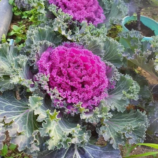 Süs Lahanası Kırmızı Renk - Saksılık 10 Tohum