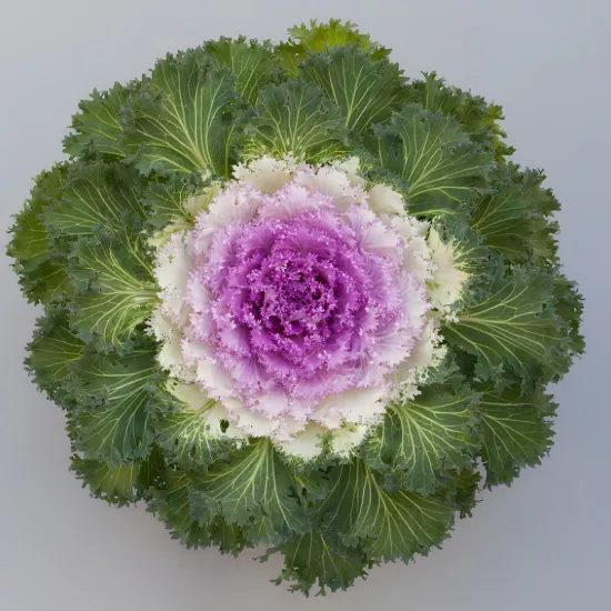 Süs Lahanası Pembe Renk - Saksılık 10 Tohum