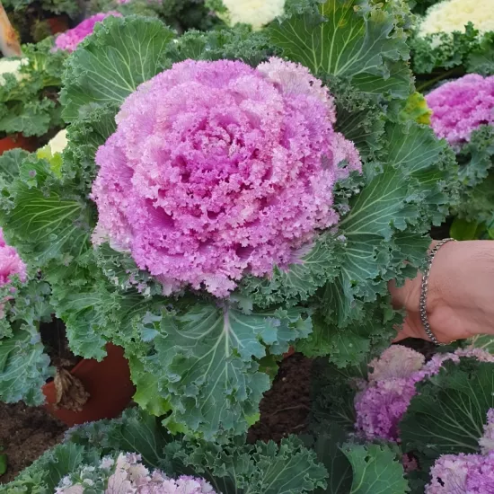 Süs Lahanası Pembe Renk - Saksılık 10 Tohum