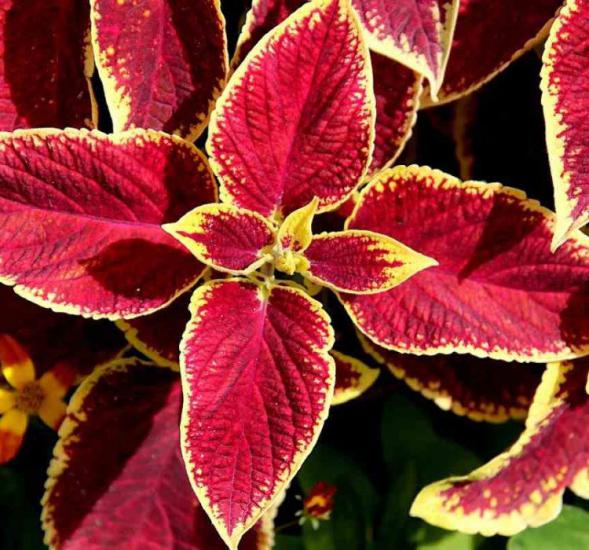 Yaprak Güzeli Tohumu ( Geniş Yaprak ) - Kırmızı Renkli - 20 Tohum