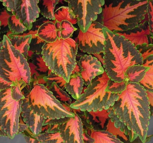 Yaprak Güzeli Tohumu ( Geniş Yaprak ) - Kırmızı Turuncu Renkli - 20 Tohum