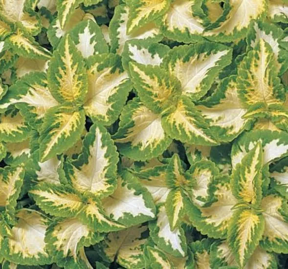 Yaprak Güzeli Tohumu Jade - Saksılık 10 Tohum