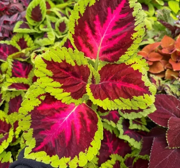 Yaprak Güzeli Tohumu Rose  - Büyük Boy 5 Tohum