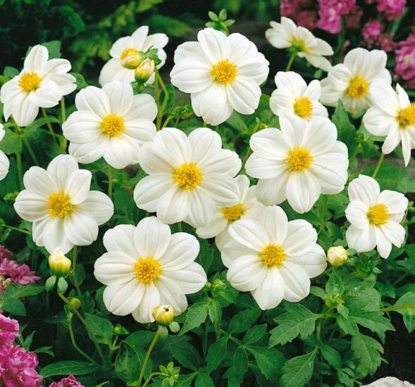 Yıldız Çiçeği Tohumu ( Bodur Çok Çiçekli ) Beyaz Renkli - 10 Tohum