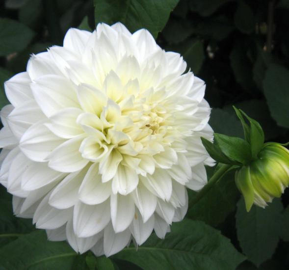Yıldız Çiçeği Tohumu ( Bodur Çok Çiçekli ) Beyaz Renkli - 10 Tohum