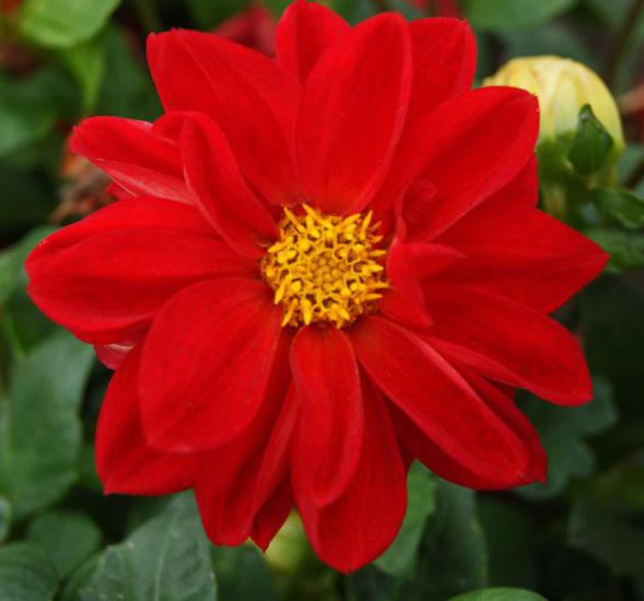 Yıldız Çiçeği Tohumu ( Bodur Çok Çiçekli ) Kırmızı Renkli - 10 Tohum