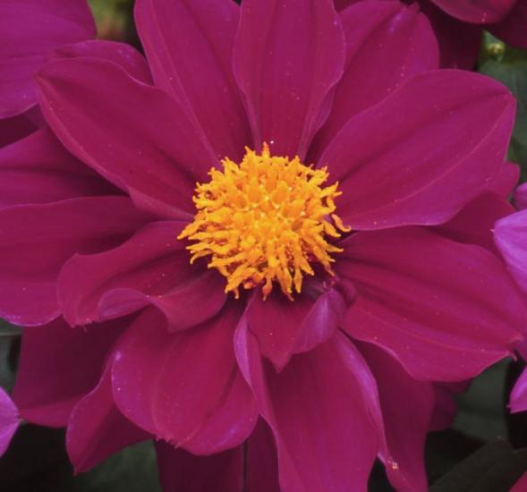 Yıldız Çiçeği Tohumu ( Bodur Çok Çiçekli ) Mor Renkli - 10 Tohum