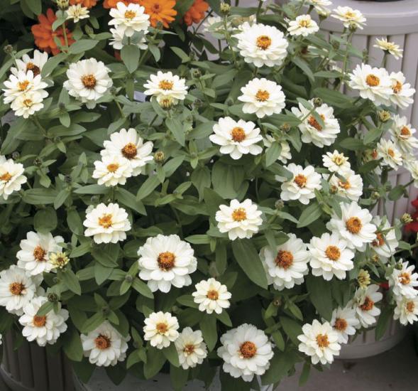 Zinnia Beyaz Renkli - Mini çok çiçekli ( 8 Tohum )