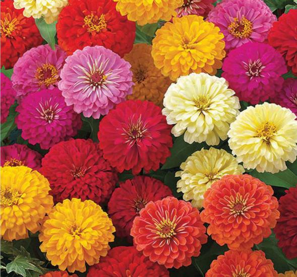 Karışık Mini Mini Zinnia Kirli Hanım Çiçeği F1 Tohumu ( 10 Tohum )