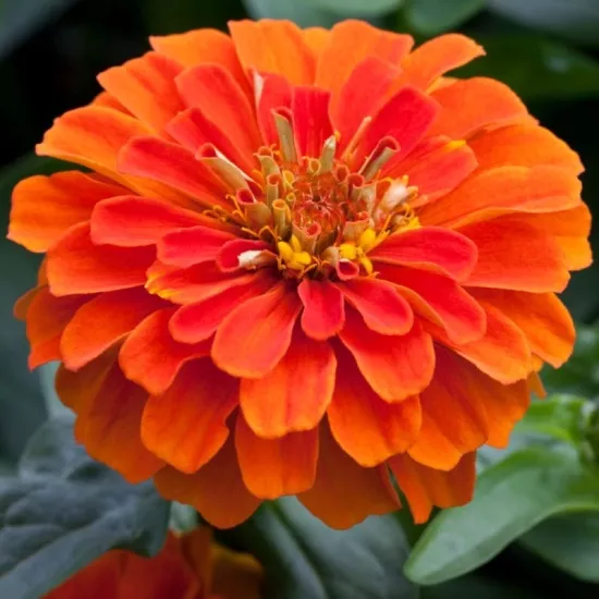 Zinnia Elit Seri Turuncu Renk - Saksılık 5 Tohum