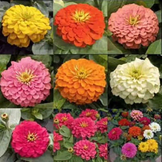 Zinnia Bodur Seri Karışık Renk - Saksılık 5 Tohum