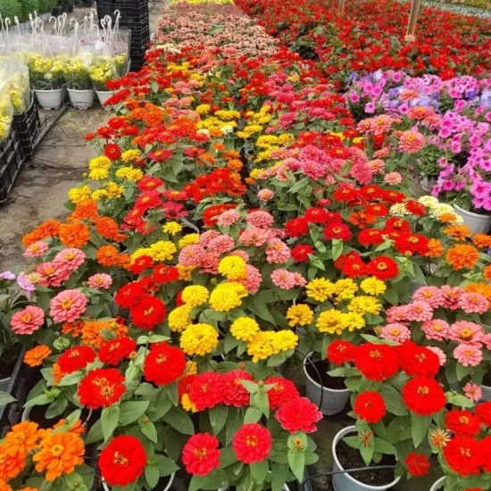 Zinnia Bodur Seri Karışık Renk - Saksılık 5 Tohum