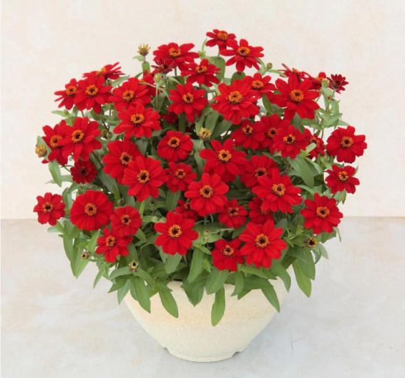 Zinnia Kırmızı Renkli - Mini çok çiçekli ( 8 Tohum )