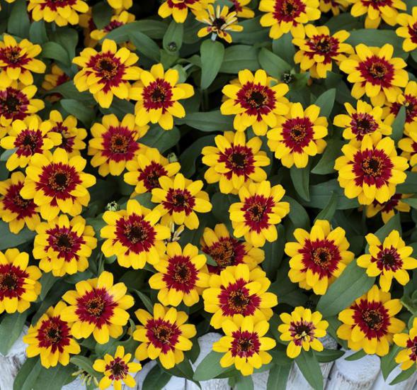 Zinnia Sarı Kırmızı Renkli - Mini çok çiçekli ( 8 Tohum )