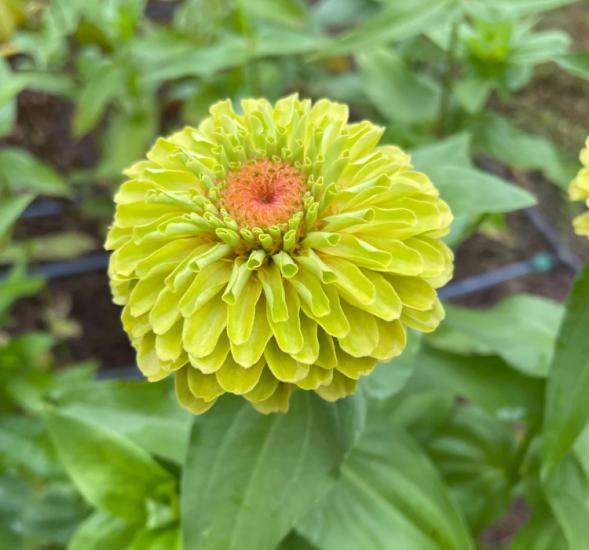 Zinnia - Kirli Hanım Tohumu ( Dev çiçekli, Uzun Boylu ) - Lime Renkli - 5 Tohum