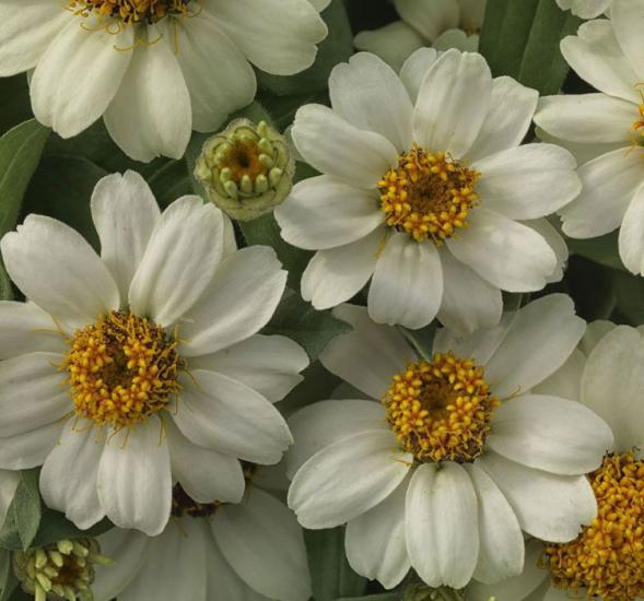 Zinnia Çiçeği Tohumu ( Mini Çiçekli, Kirli Hanım ) Beyaz Renkli - 5 Tohum