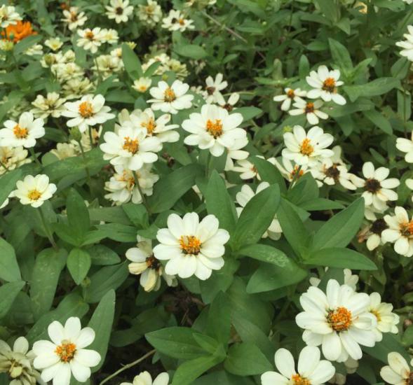 Zinnia Çiçeği Tohumu ( Mini Çiçekli, Kirli Hanım ) Beyaz Renkli - 5 Tohum