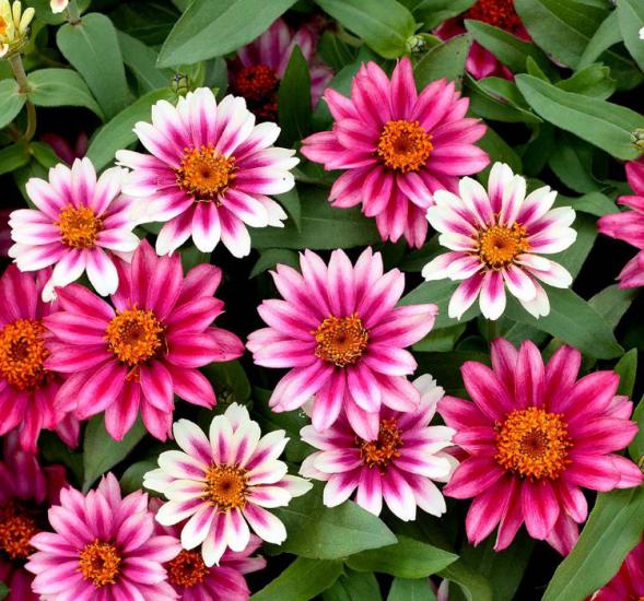 Zinnia Çiçeği Tohumu ( Mini Çiçekli, Kirli Hanım ) Cherry Renkli - 5 Tohum