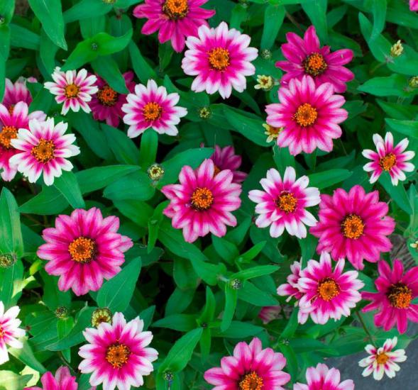 Zinnia Çiçeği Tohumu ( Mini Çiçekli, Kirli Hanım ) Cherry Renkli - 5 Tohum