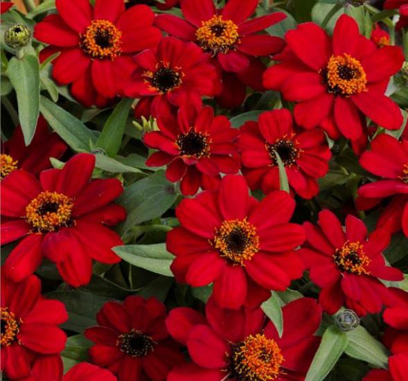 Zinnia Çiçeği Tohumu ( Mini Çiçekli, Kirli Hanım ) Kırmızı Renkli - 5 Tohum