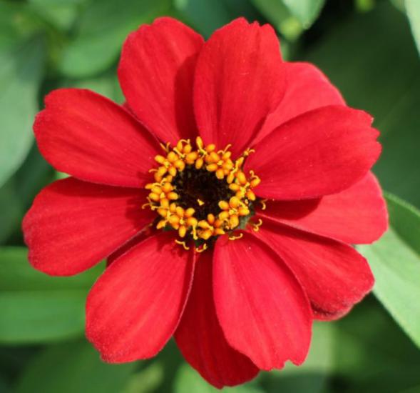 Zinnia Çiçeği Tohumu ( Mini Çiçekli, Kirli Hanım ) Kırmızı Renkli - 5 Tohum
