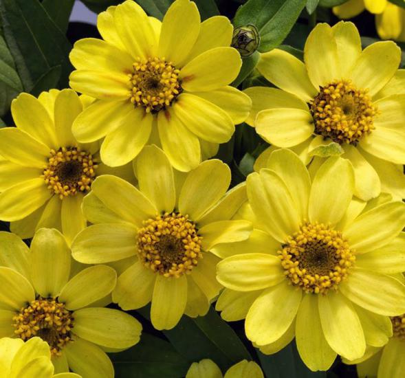 Zinnia Sarı Renkli - Mini çok çiçekli ( 8 Tohum )