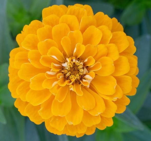Zinnia - Kirli Hanım Tohumu ( Dev çiçekli, Uzun Boylu ) - Sarı Renkli - 5 Tohum