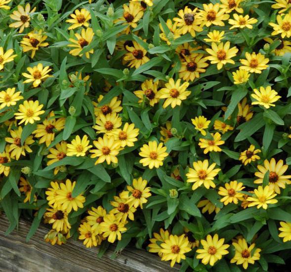 Zinnia Sarı Renkli - Mini çok çiçekli ( 8 Tohum )