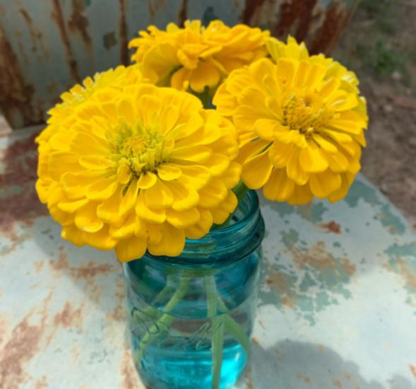 Zinnia - Kirli Hanım Tohumu ( Dev çiçekli, Uzun Boylu ) - Sarı Renkli - 5 Tohum