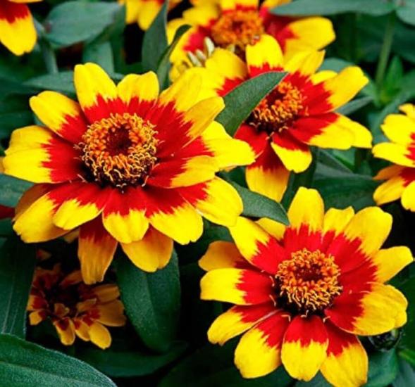 Zinnia Çiçeği Tohumu ( Mini Çiçekli, Kirli Hanım ) Sarı Kırmızı Renkli - 5 Tohum