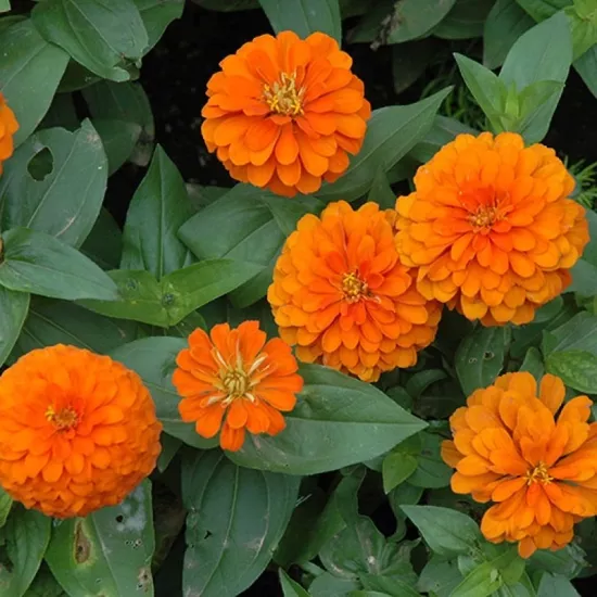 Zinnia Bodur Seri Turuncu Renk - Saksılık 5 Tohum