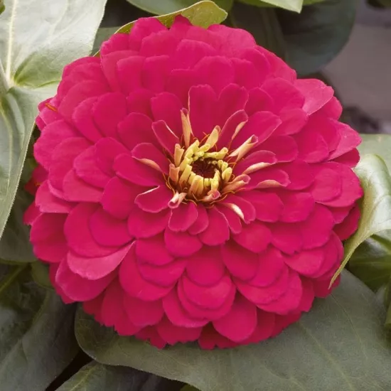 Zinnia Bodur Seri Viyolet Renk - Saksılık 5 Tohum