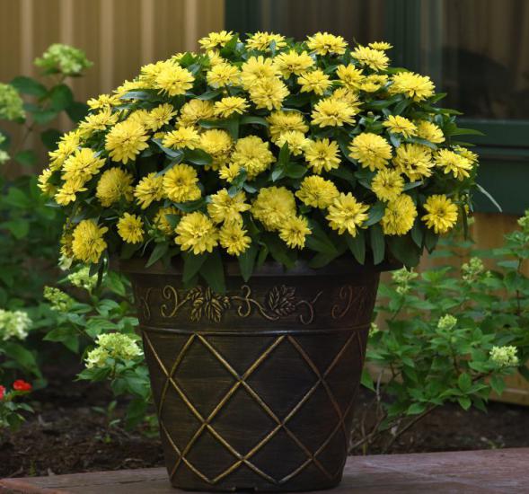 Kirli Hanım ( Zinnia İri Çiçek ) Sarı Renkli - 5 Tohum