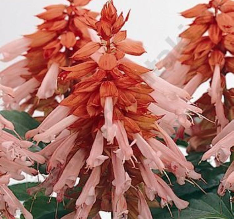 Somon Ateş Çiçeği - Salvia F1 Tohumu ( 30 Tohum )